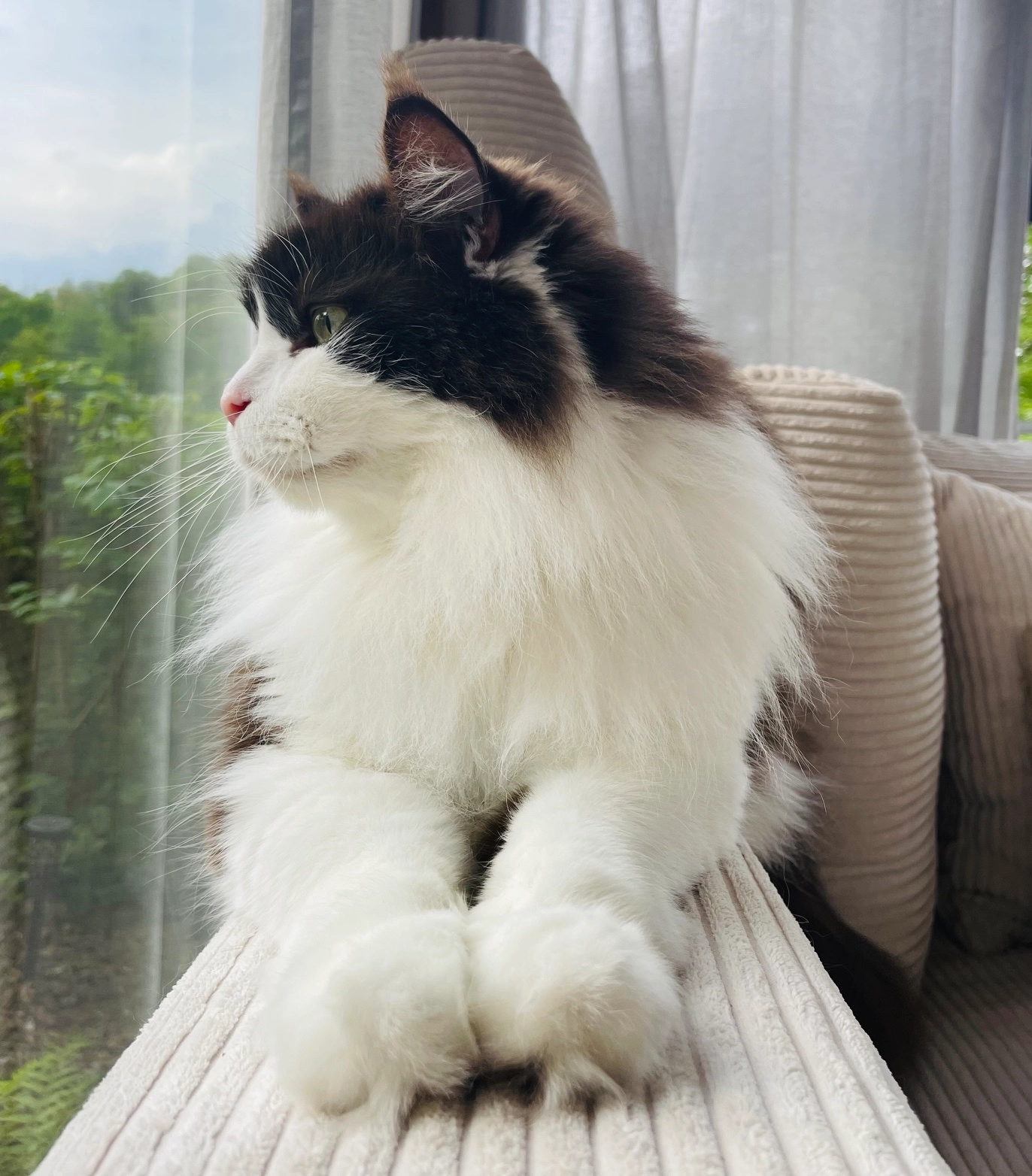 Mein Kater Moody