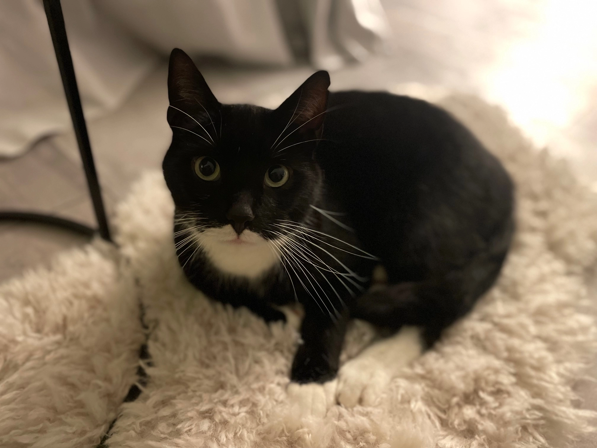 Mein Kater Mikosch